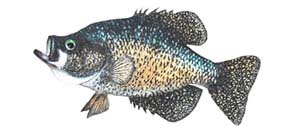 Crappie Fish Replica by Perma Trophy