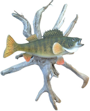Perch Fish Replica by Perma Trophy