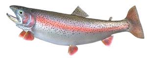 Rainbow Trout Fish Replica by Perma Trophy
