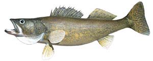 Walleye Fish Replica by Perma Trophy