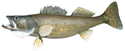 Walleye Fish Replica