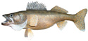 Walleye